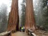 Sequoia Needles's Avatar