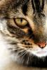 Tigerfur's Avatar