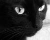 splashycat's Avatar