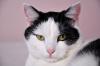 Mousekit's Avatar