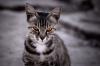 Vermillion The Cat's Avatar