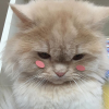 ratswarm's Avatar