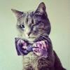 MattTheCat's Avatar