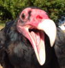 Vulture's Avatar