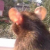 phantasism's Avatar