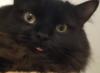 Oakstrike's Avatar