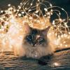 Dustbunny's Avatar