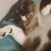 NerdyKitty's Avatar