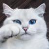 Blank-spot's Avatar