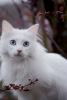 WhiteDove's Avatar