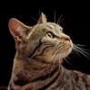 AshTheCat's Avatar