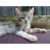 Lilacpelt's Avatar