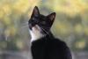 PickleCats's Avatar