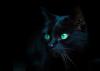 BlackCat's Avatar
