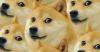 HazelthePug's Avatar
