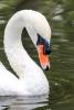 Swanilli's Avatar