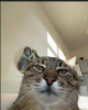 Mothdapple's Avatar